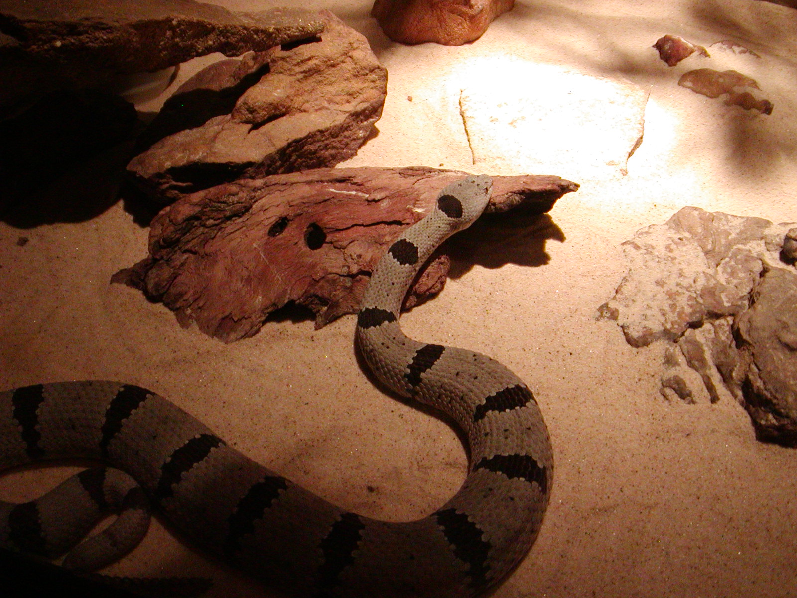 Rock Rattlesnake.jpg [455 Kb]